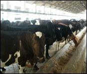 Central Institute for Research on Cattle