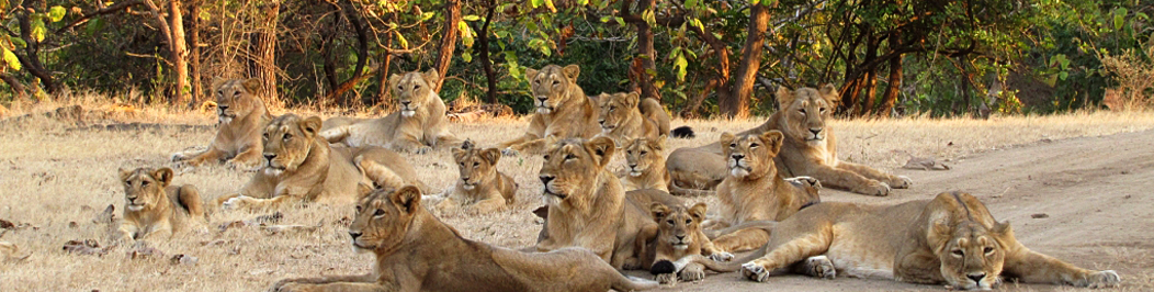 Forest Department of Gujarat