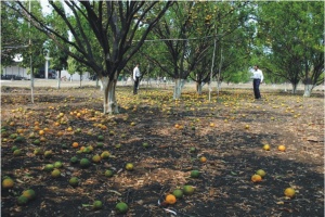 National Research Centre For Citrus Nagpur