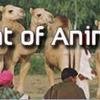 Department of Animal Husbandry