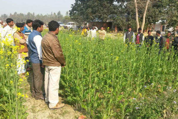 Krishi Vigyan Kendra Sitapur Logo